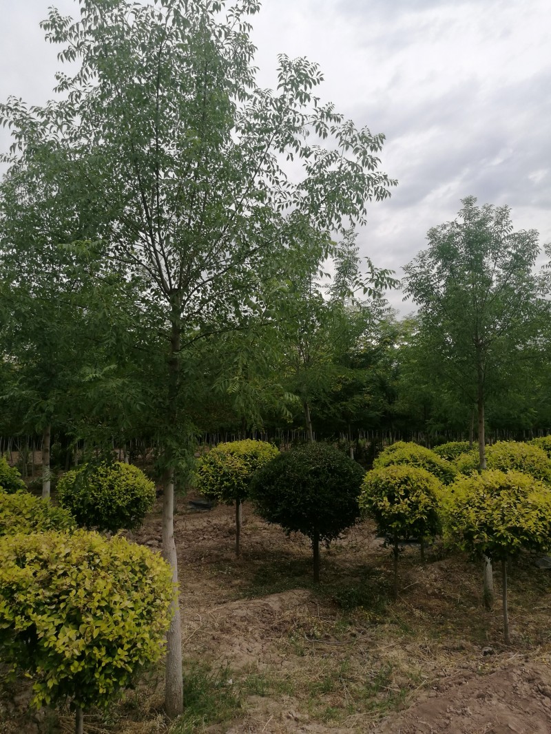 新建苗木金葉榆球