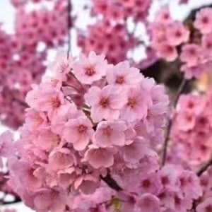 高(gāo)杆陽光櫻