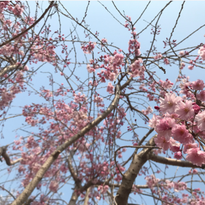 八重紅枝垂櫻花(huā)
